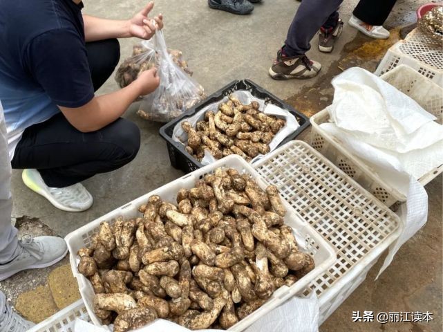 疯狂的松茸,疯狂的野生菌