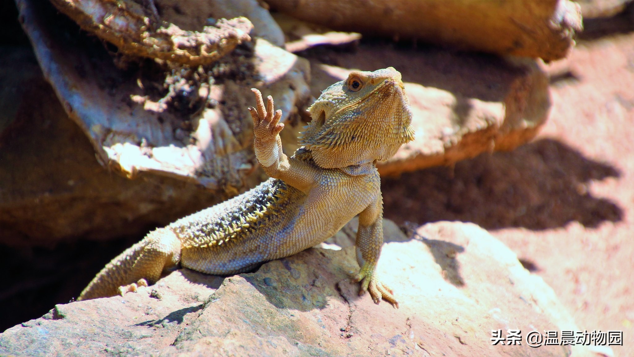 养鬃狮蜥需要知道什么,鬃狮蜥新手养公的
