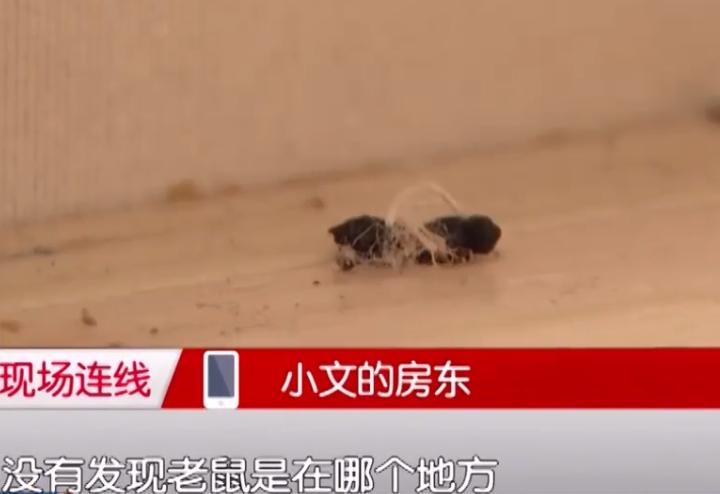 租房被老鼠咬了手指,在出租屋被老鼠咬了房东有责任吗