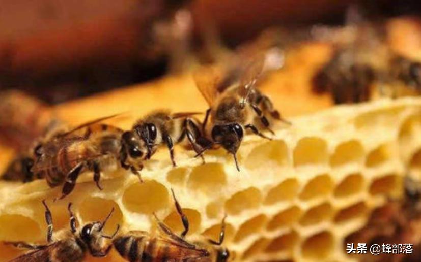 工蜂是如何干扰蜂王交配的？真相：工蜂还真不是省油的灯