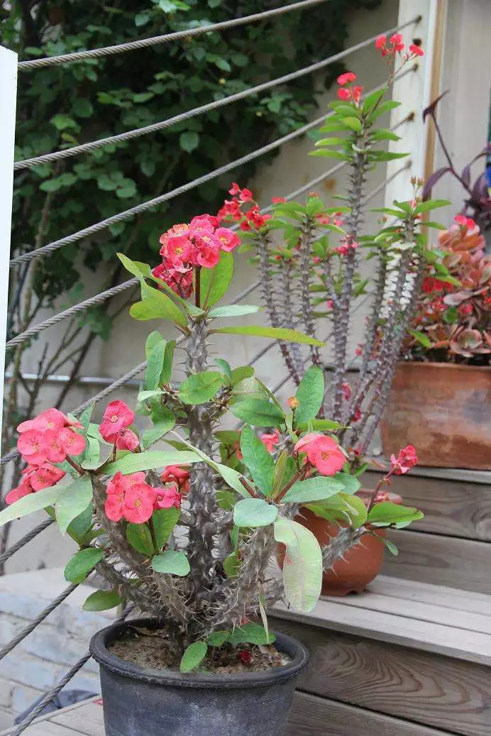 绿化带常见植物名称及图片,100种绿化带或路边常见的花草