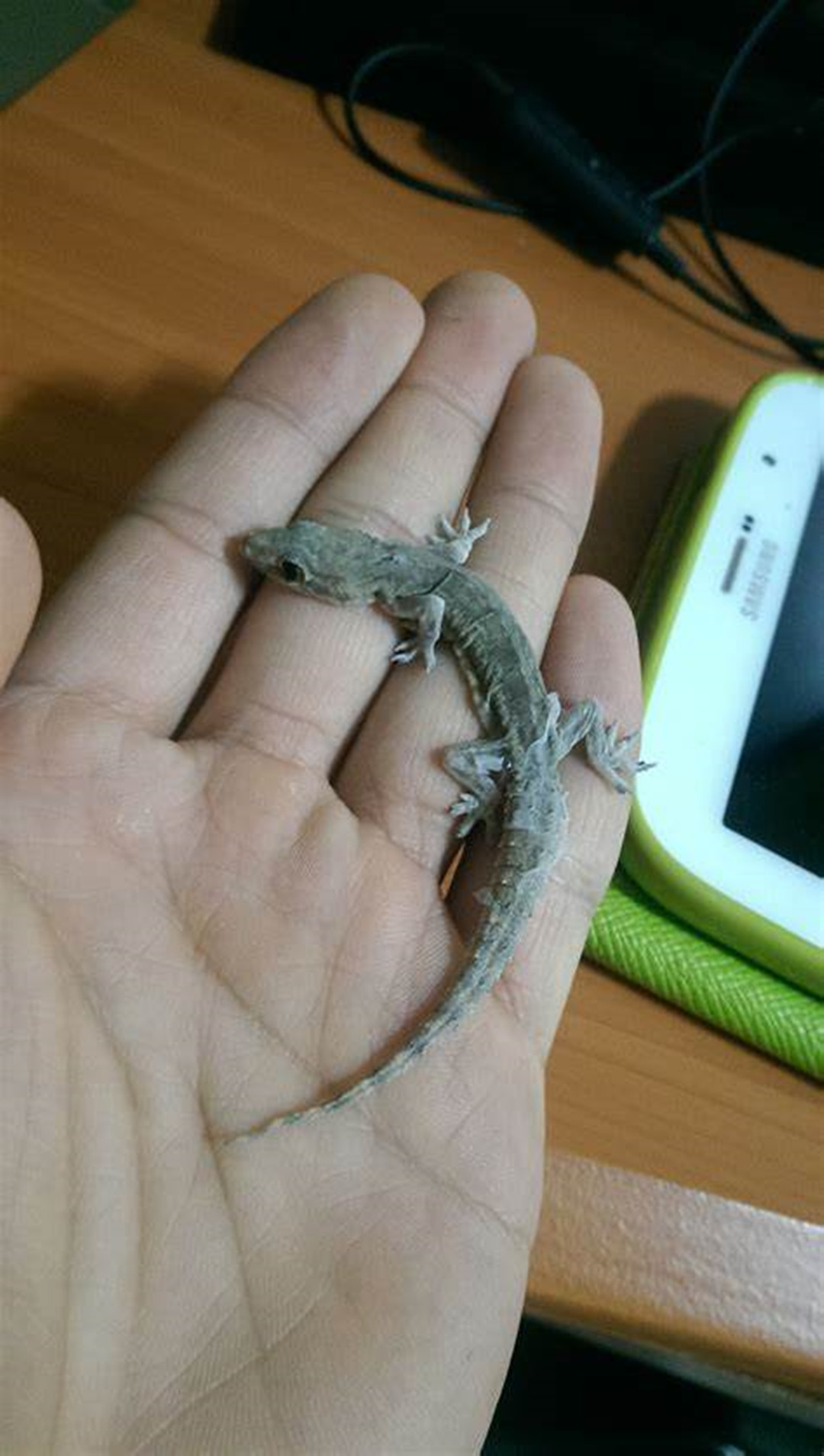 人畜无害的壁虎为什么无毒,壁虎为什么被称为五毒