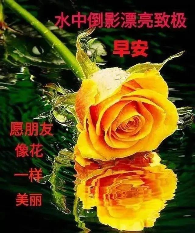 朋友圈早安表情包唯美,问好的表情包显得很高冷吗