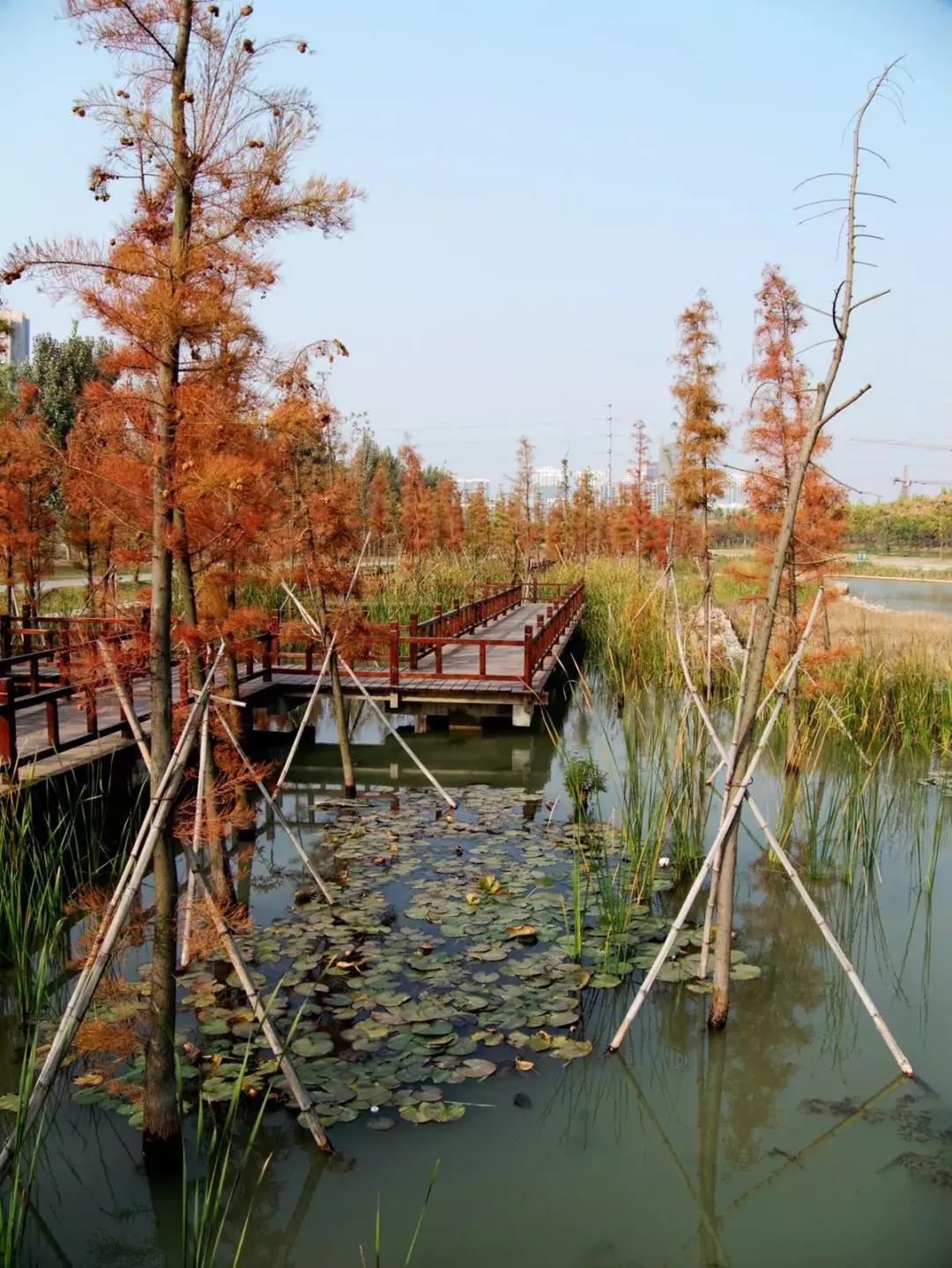 薛城未来五年发展之城南篇,薛城未来重点发展的片区