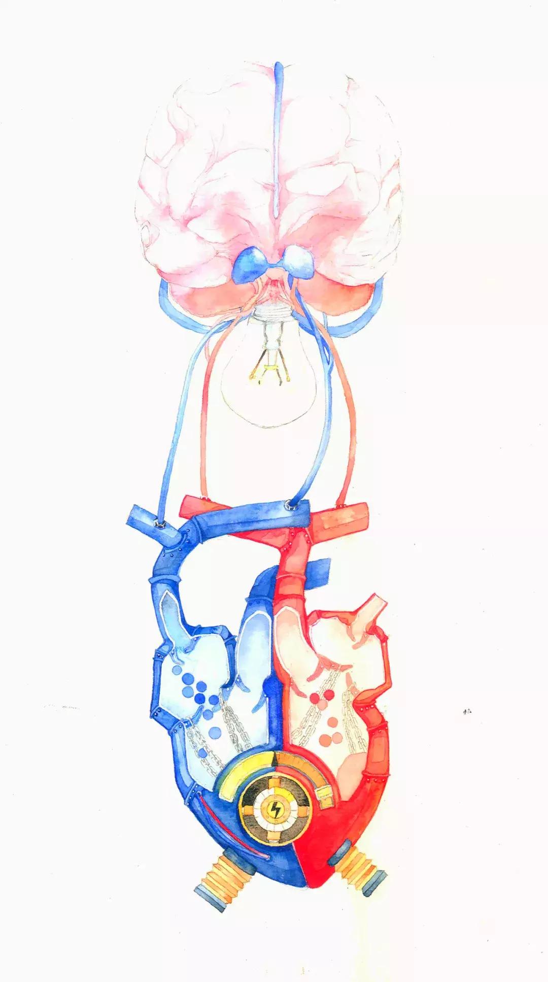 兰大医学生手绘解剖图,南方医科大学学生手绘解剖图