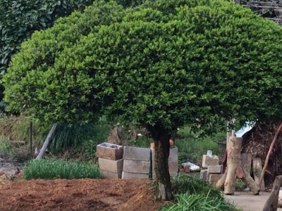 雀舌黄杨用什么花盆好看,雀舌黄杨盆景怎么养