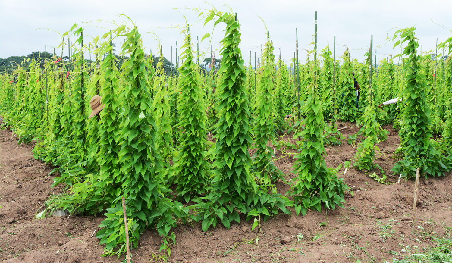 山药种苗繁殖技术,山药育苗留种技术