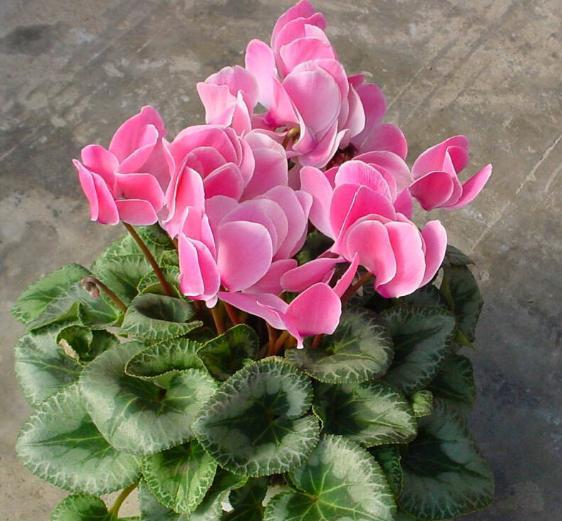 养仙客来需要的温度,仙客来开花后的正确养殖方法