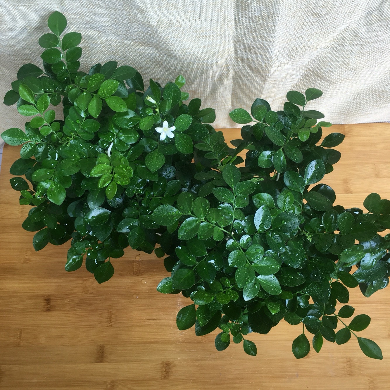 九里香和七里香哪种好养开花香,九里香怎么养才能开花旺盛呢