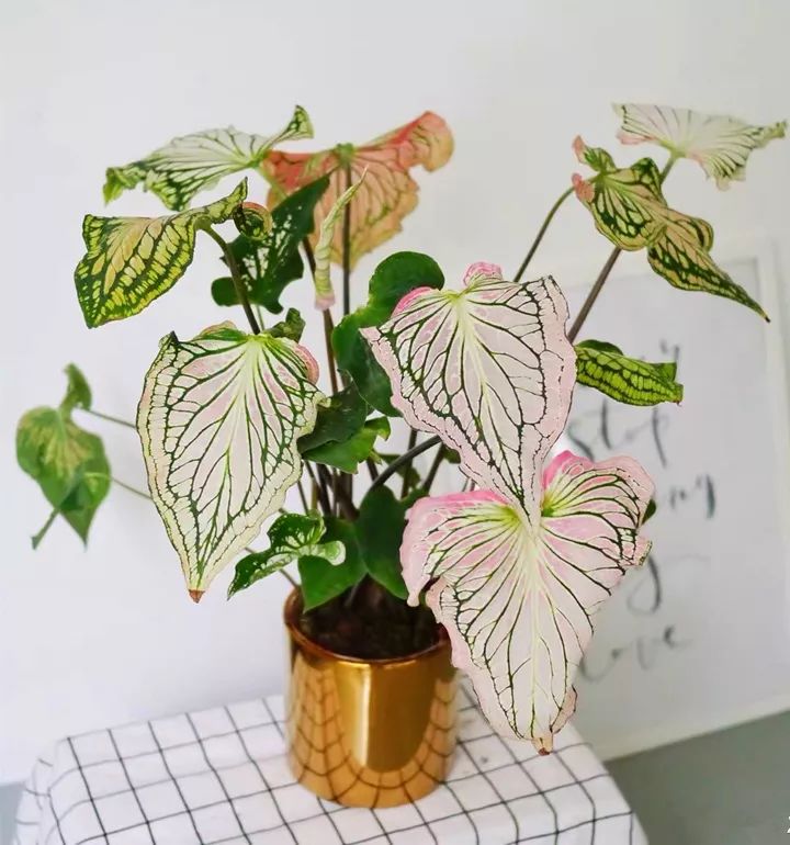 最耐阴不需要阳光的植物室外,喜阴怕阳光非常好养的盆栽大全