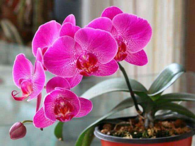 蝴蝶兰的根壮,蝴蝶兰的根壮但是前面根是黑色的