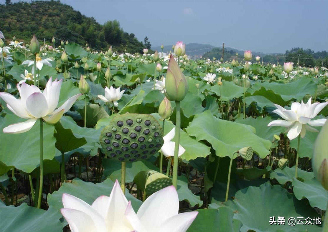 莲蓬出现空壳怎么处理,莲蓬为什么瘪子越来越多