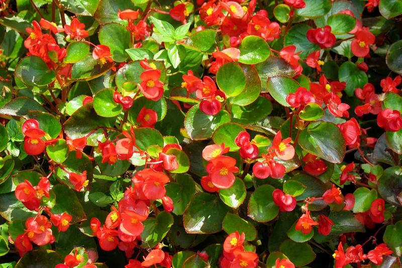 推荐又吸甲醛又好养的植物,哪些植物对猫咪无毒又能吸附甲醛