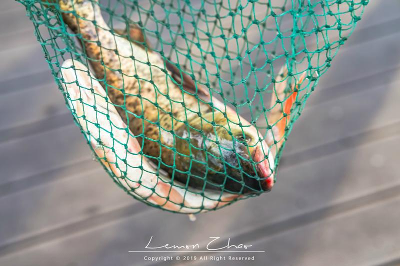 在德清下渚湖体验江南第一扳网捕鱼,水上竹筏漂流看夕阳,太美了