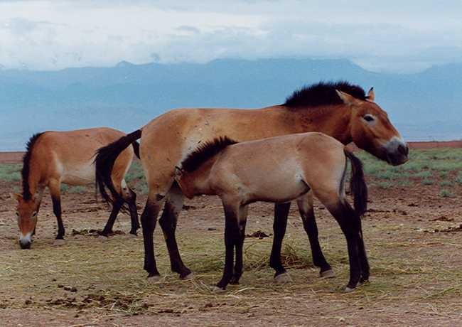 中国体型高大的马种在哪里,世界现存的唯一野生马种