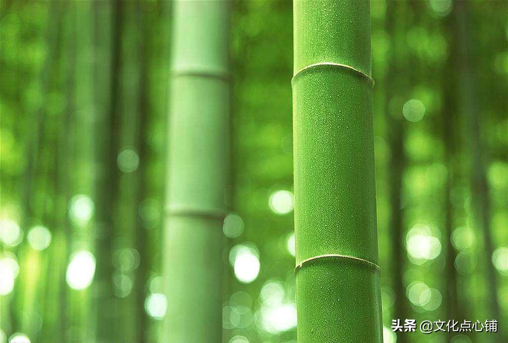 绔瑰瓙鐨勫拸鐗╄瘲,鍏充簬绔瑰瓙鐨勫拸鐗╄瘲