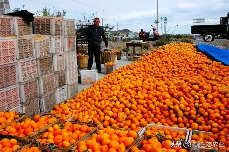 今年南丰蜜桔价格走向,今年南丰蜜桔为什么价格较好
