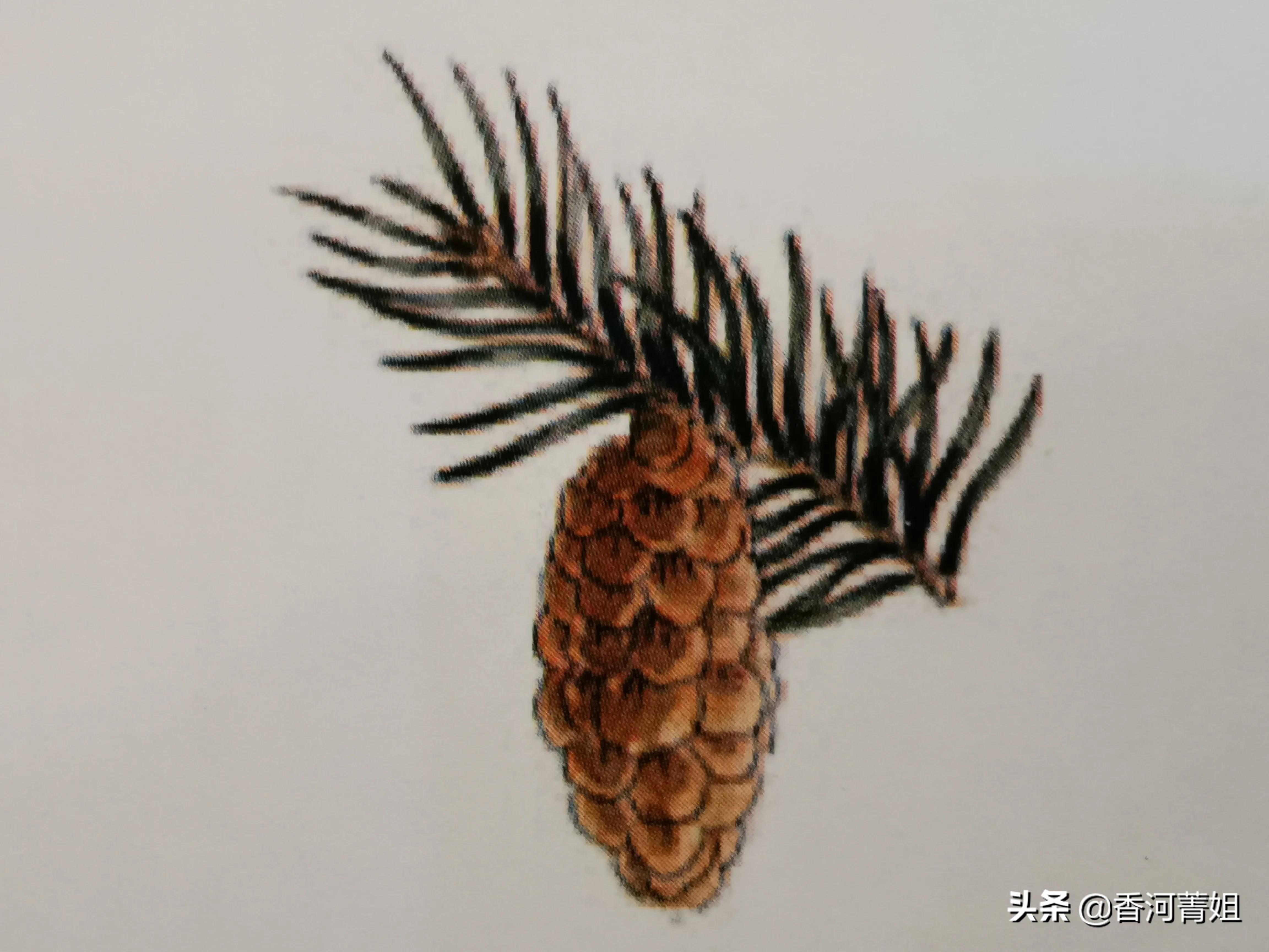 西提卡云杉熊爪,西提卡云杉吉他木材