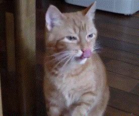 猫感冒会传染其他猫吗,猫感冒了有哪几种表现