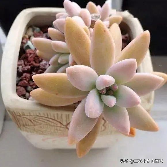 365种·常见花卉图谱，观果和多肉植物收藏篇