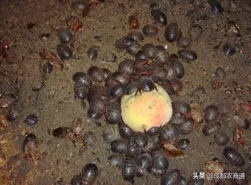 土元的养殖室温,土元的养殖技术