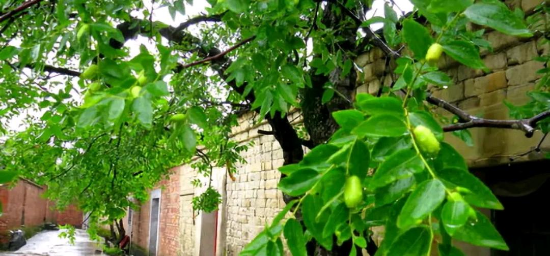 农村后院适合种啥树,家里种哪五种树可以旺家多子多福