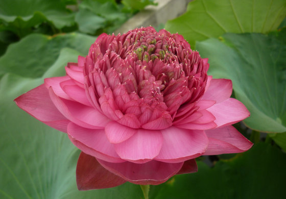 今天分享几十种荷花品种图鉴,荷花品种大全及名称图片