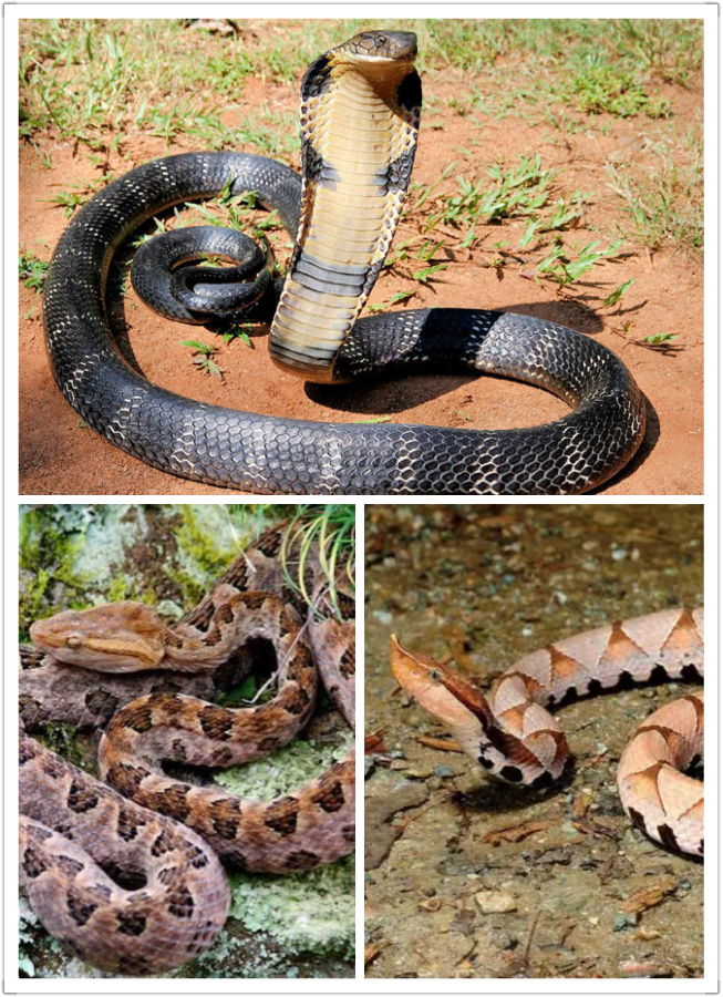罕见毒蛇双头蛇,中国境内毒蛇双头蛇