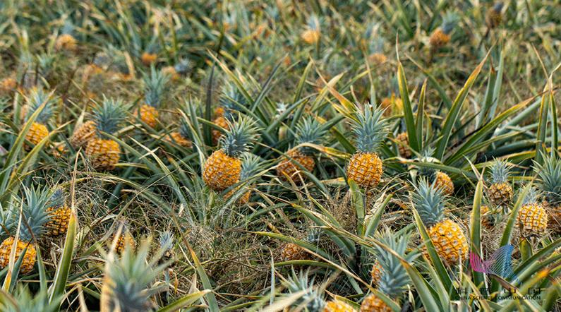 菠萝泡盐水泡了一个多小时,菠萝泡盐水没有科学依据