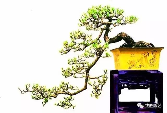 岭南派树桩盆景造型特点,原生树桩盆景的造型与制作方法