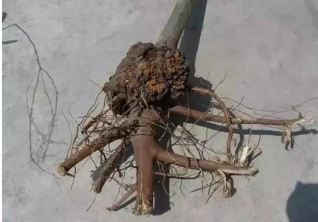 果树根癌病的发生与防治