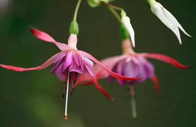 过年家里摆什么植物好,家里过年要摆几样水果