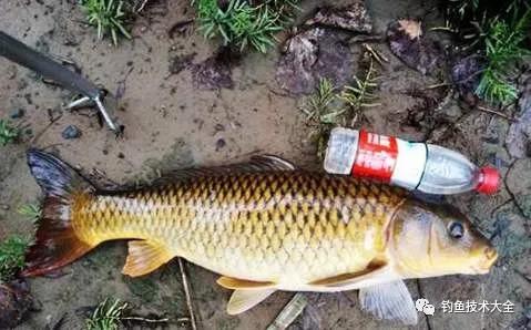 钓三种常见大鱼时遛鱼难度对比，分析透彻，一针见血