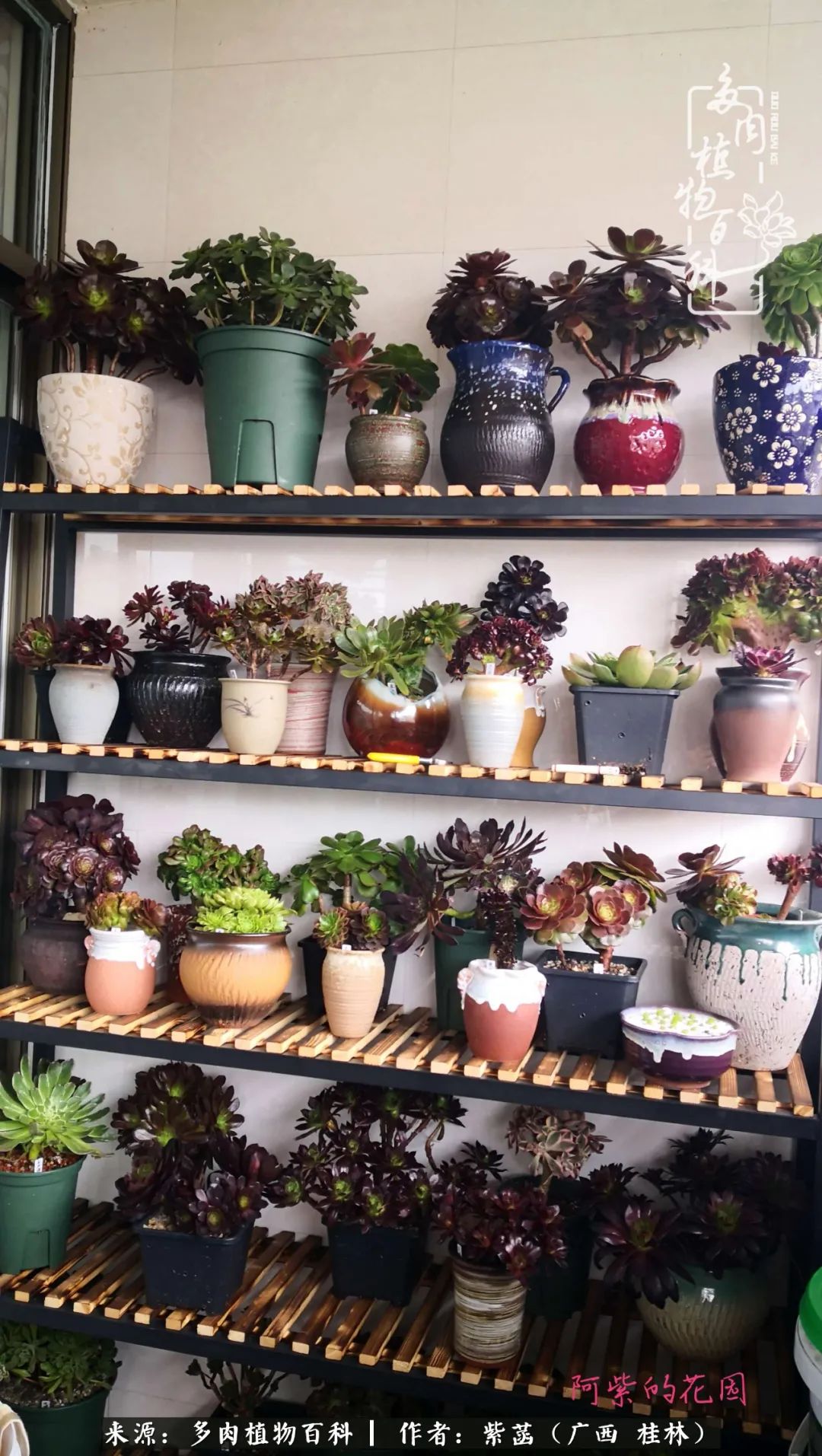 如何在夏天买的多肉度夏,多肉度夏好帮手