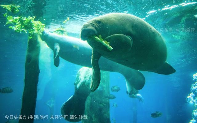 看长隆烟花,珠海长隆看烟花拍摄