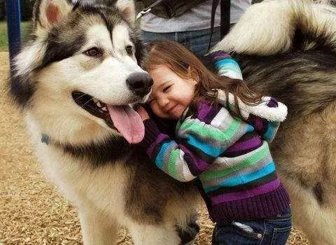 孩子想养狗，婆婆总担心，教你3招科学搞定