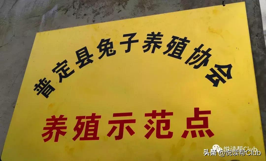 连成都人都赞不绝口的兔头空降安顺！这些兔兔还是安顺人自家养的