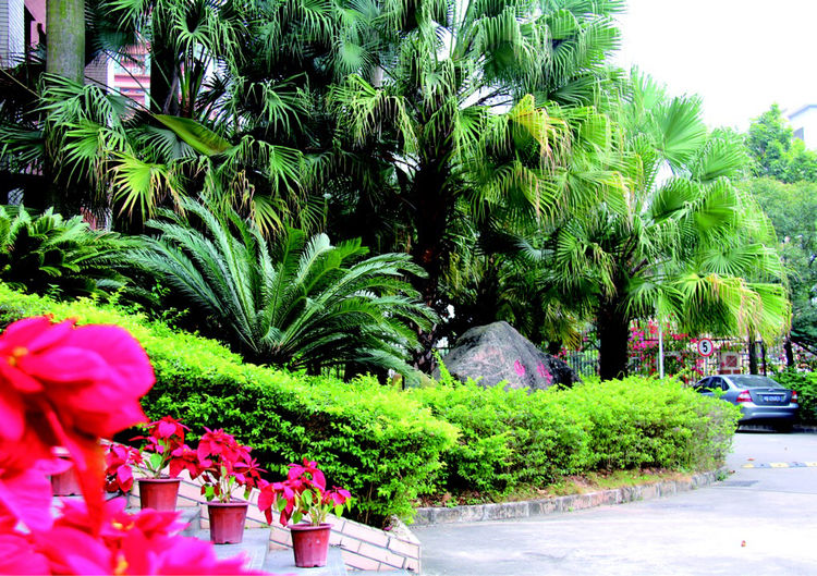 美在梅山-深圳市福田区梅山中学建校20周年志庆(2)