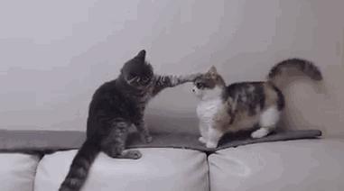 猫：劳资造了什么孽，要揪掉我奶头？