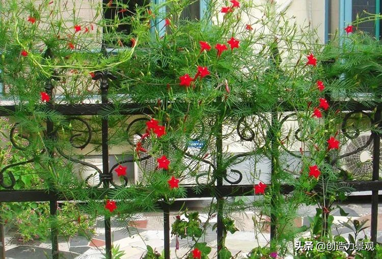 三种最旺家的爬藤植物,最好种的爬藤植物