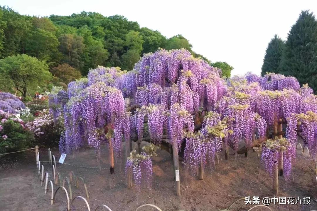 日本紫藤花开引游客驻足,日本紫藤花美景