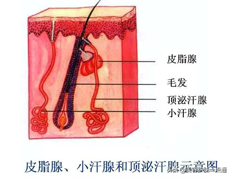修丽可果酸是哪一款,修丽可果酸使用方法