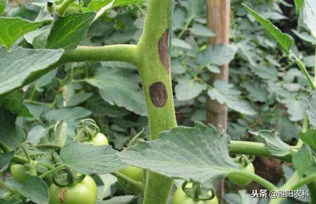 推荐几个超实用的优秀杀菌剂配方,十大最好农用杀菌剂