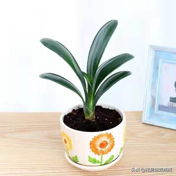 君子兰换盆时间春季好还是秋季好,君子兰什么季节换盆最好养