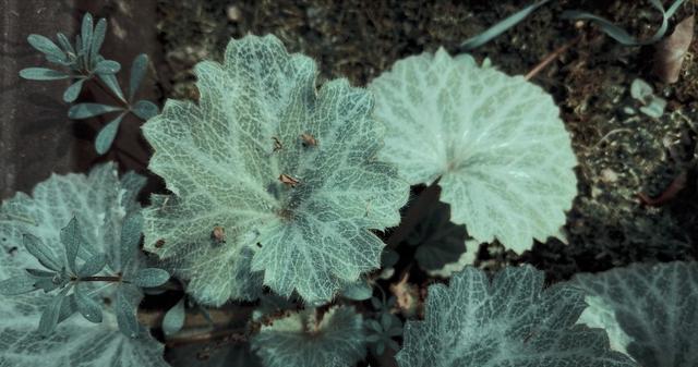 这花厉害了，看着墙就爱爬，叶片有花纹枝条绿油油，能做天然花墙