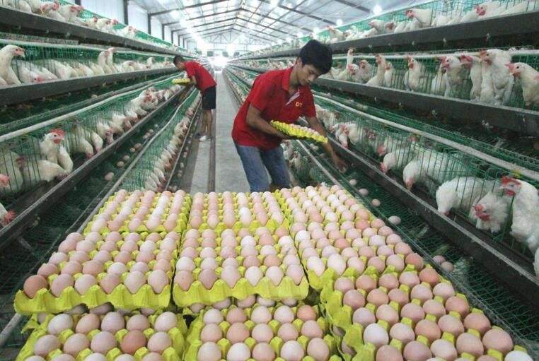 鸡蛋的颜色有哪几种,各种颜色鸡蛋对照表