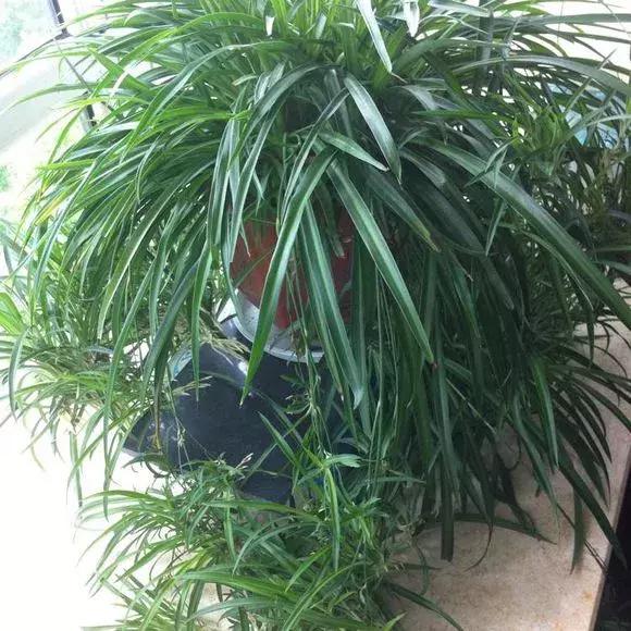 吊兰怎么养护会出枝条,吊兰长出很长的枝来怎么养护