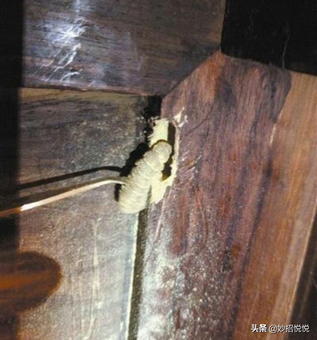 消灭家具蛀虫的最好方法,家具里有木蛀虫怎么消灭