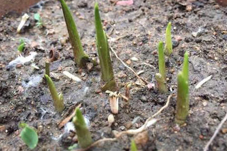 马蹄莲是马蹄开的花吗图片,叶子像马蹄的植物马蹄莲