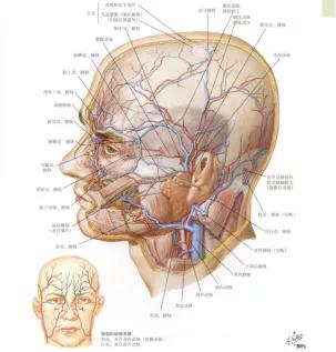 打玻尿酸多久可以移植自体脂肪,打玻尿酸整形有危险吗